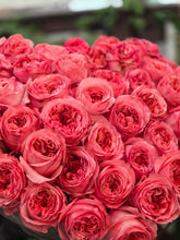 Rožinio atspalvio bijūninė rožė